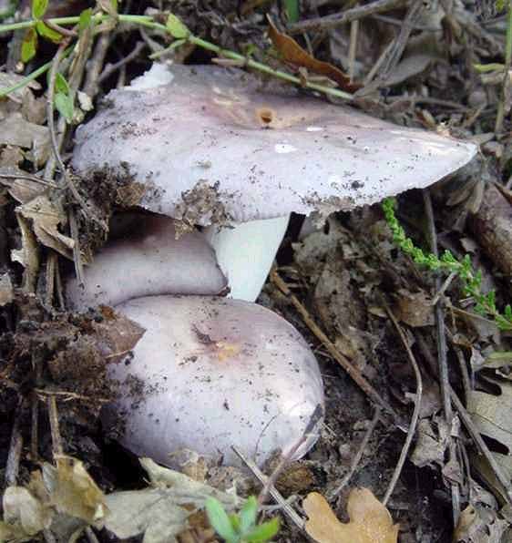  Image name: Russula_cyanoxantha6.jpg 
 width: 562 pixel 
 height: 596 pixel 
 Size: 51024 bytes 
 Click to enlarge 